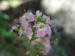 Arabidopsis cebennensis