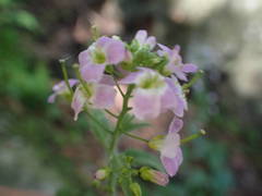 Arabidopsis cebennensis