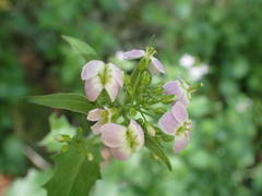 Arabidopsis cebennensis