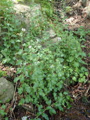 Arabidopsis cebennensis