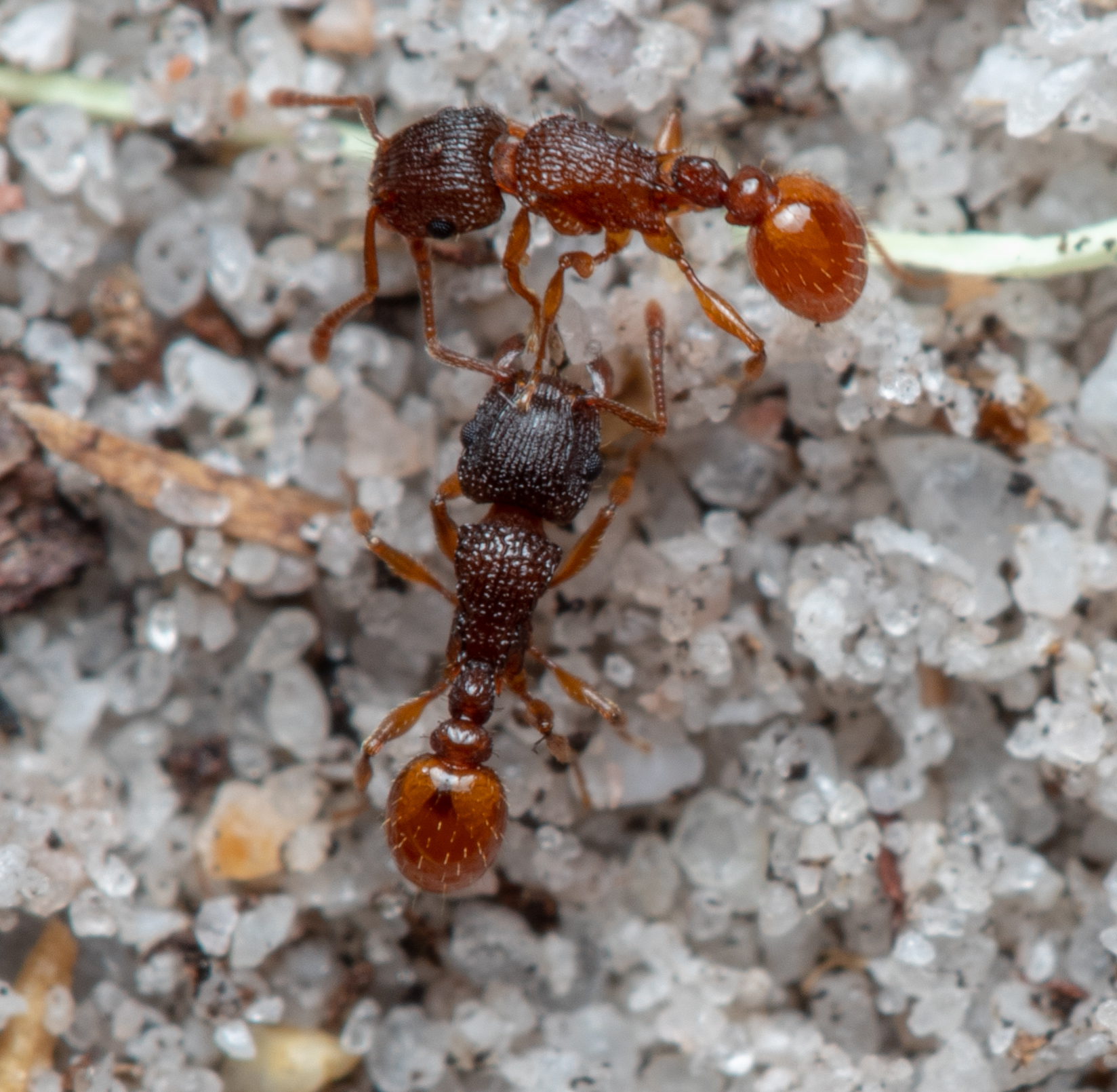 Tetramorium fuscipes