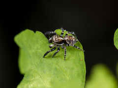 Pseudeuophrys obsoleta