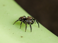 Pseudeuophrys obsoleta