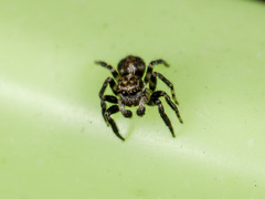 Pseudeuophrys obsoleta