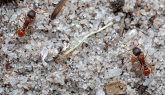 Tetramorium fuscipes