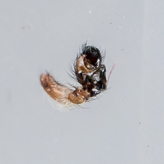 Pseudeuophrys obsoleta