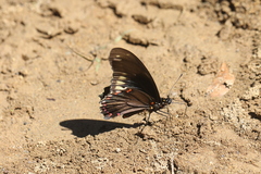 Battus polydamas