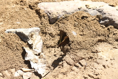 Battus polydamas