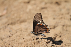 Battus polydamas