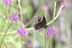 Battus polydamas