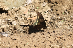 Battus polydamas