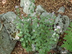 Arabidopsis cebennensis