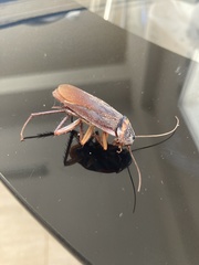 Periplaneta americana