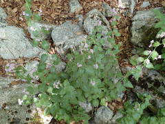 Arabidopsis cebennensis