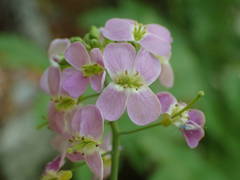 Arabidopsis cebennensis