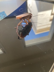 Periplaneta americana