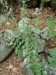 Arabidopsis cebennensis