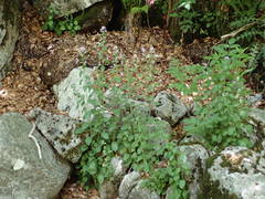 Arabidopsis cebennensis