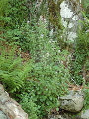 Arabidopsis cebennensis