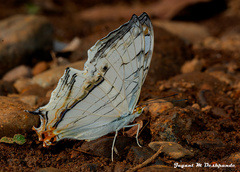 Cyrestis thyodamas indica