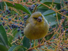 Chloris chloris