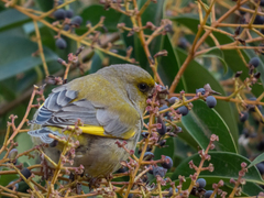 Chloris chloris