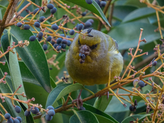 Chloris chloris