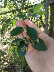 Cotoneaster glaucophyllus