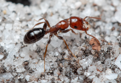 Melophorus pelecygnathusMelophorus pelecygnathus