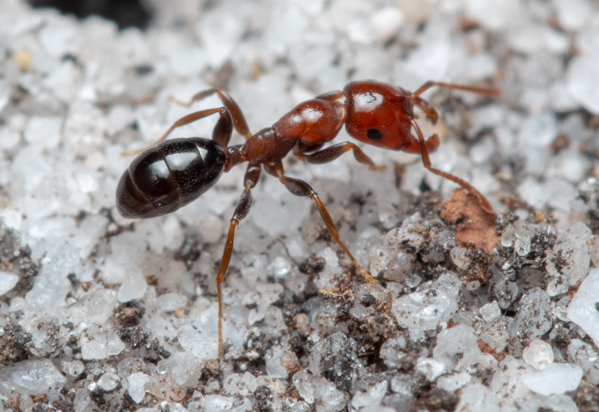 Melophorus pelecygnathus