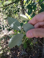 Cotoneaster glaucophyllus