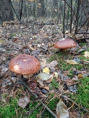 Boletus pinophilus