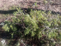 Juniperus navicularis