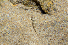 Favonigobius lateralis