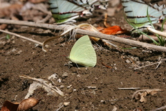 Aphrissa boisduvalii