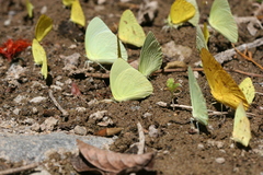 Aphrissa boisduvalii