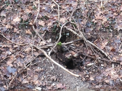 Myocastor coypus