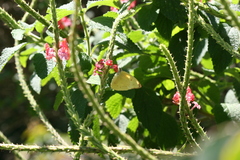Aphrissa boisduvalii