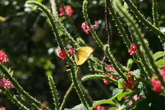 Aphrissa boisduvalii