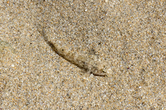 Favonigobius lateralis