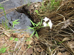 Cardamine trifida