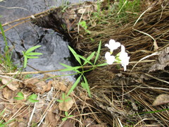 Cardamine trifida