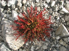 Epilobium porphyrium