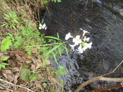 Cardamine trifida