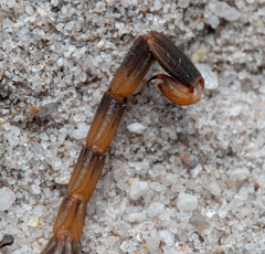 Reddyanus melanodactylus