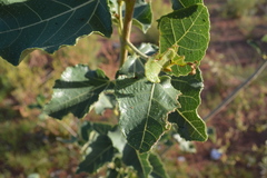 Ficus aculeata