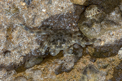 Paragrapsus quadridentatus