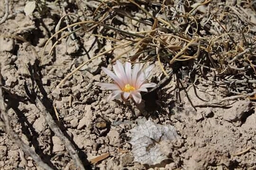 Lophophora diffusa