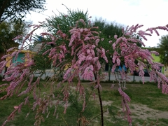 Tamarix ramosissima