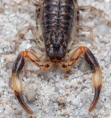 Reddyanus melanodactylus